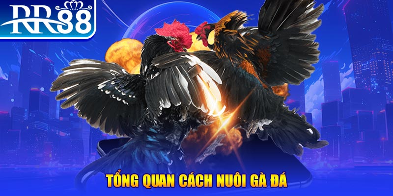 macau club casino LÀ GÌ